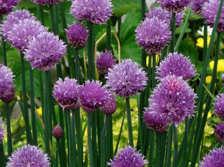 Fiori di erba cipollina