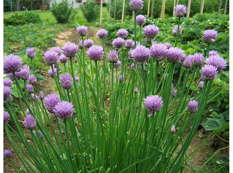 Erba cipollina nell'orto