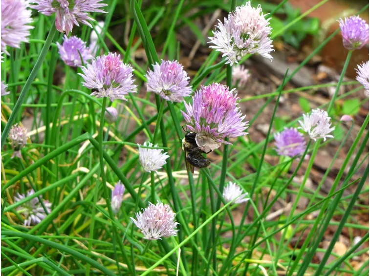 Erba cipollina in sviluppo