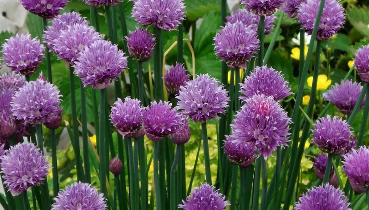 Fiori di erba cipollina