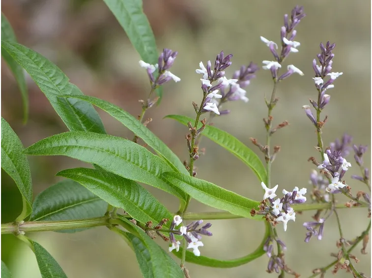 Fiore cedrina