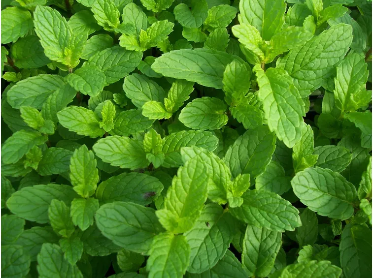 Foglie di menta