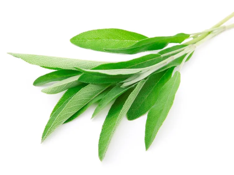 Foglie di salvia