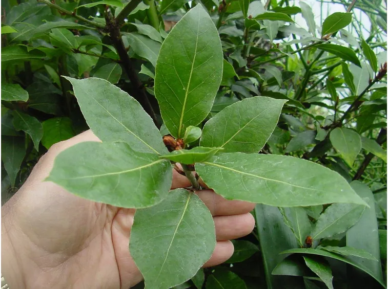 Foglie di alloro