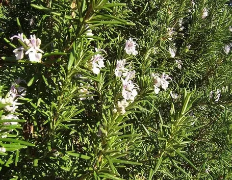 pianta di rosmarino