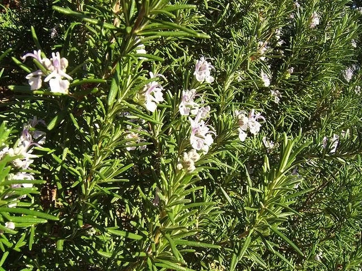 pianta di rosmarino
