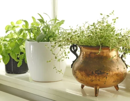 Erbe aromatiche sul balcone