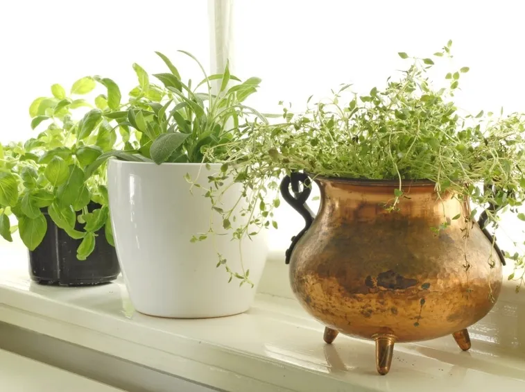 Erbe aromatiche sul balcone