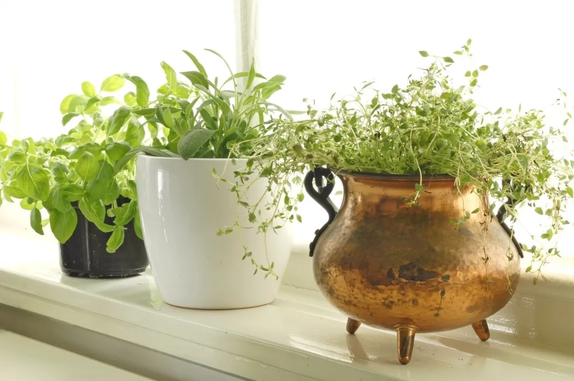 Erbe aromatiche sul balcone