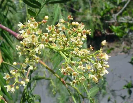 Fiori falso pepe