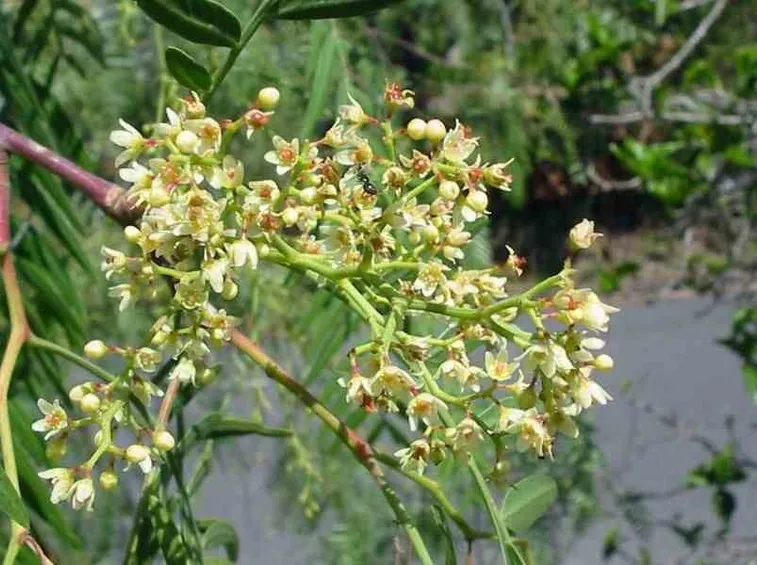 Fiori falso pepe