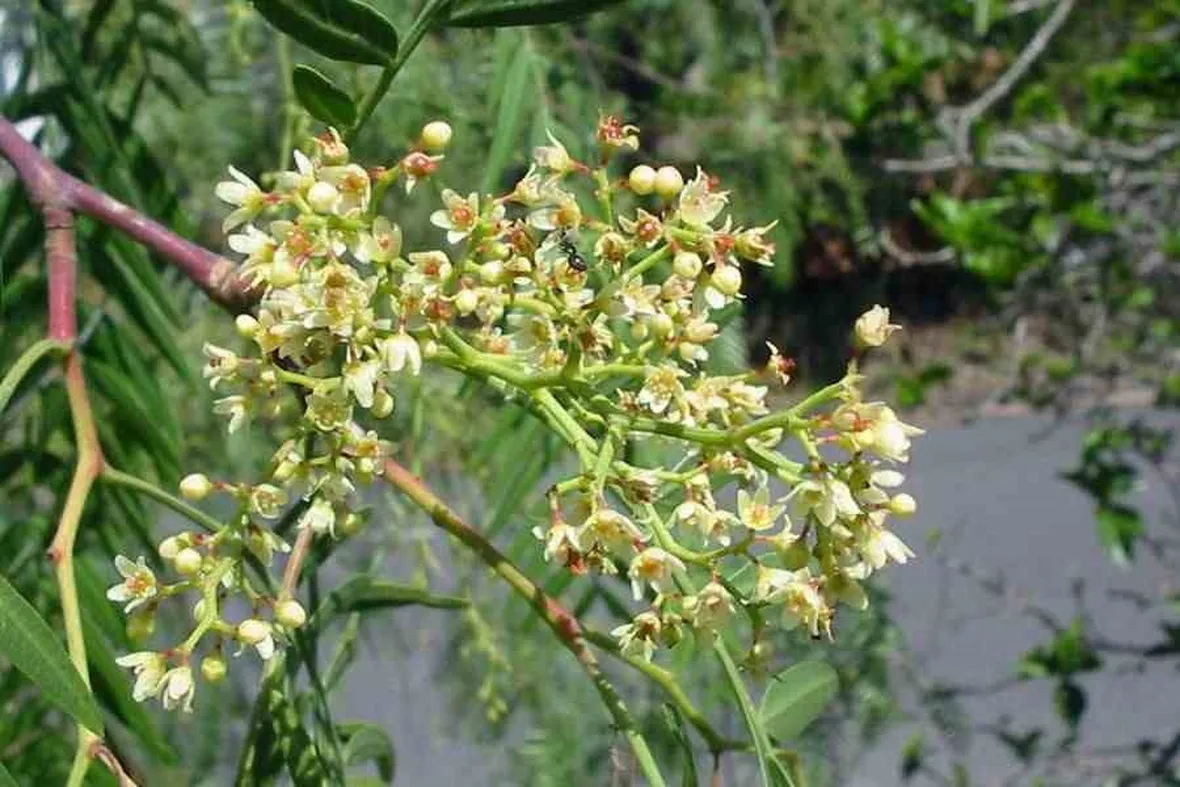 Fiori falso pepe