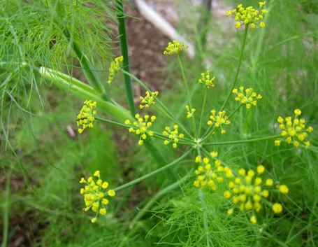 Fiore finocchietto selvatico