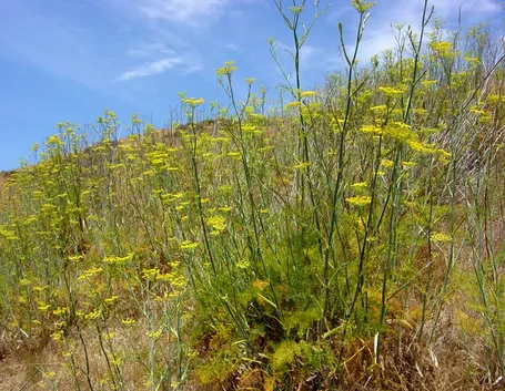 Campo finocchio selvatico