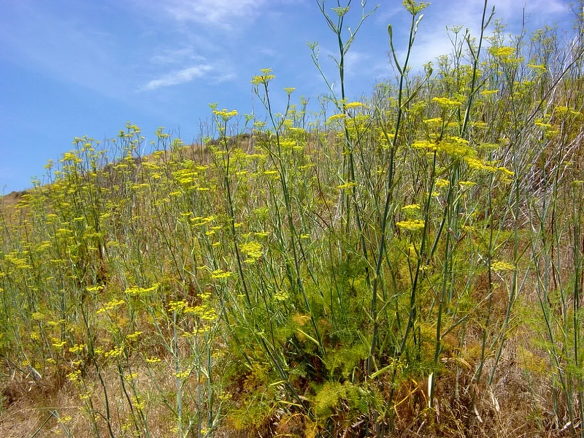 Campo finocchio selvatico
