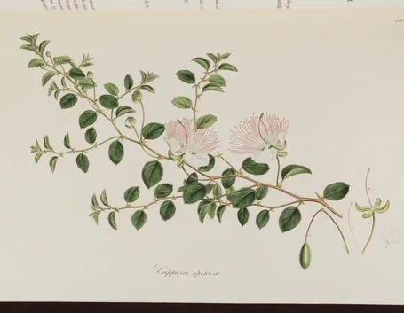 Disegno botanico di capparis spinosa