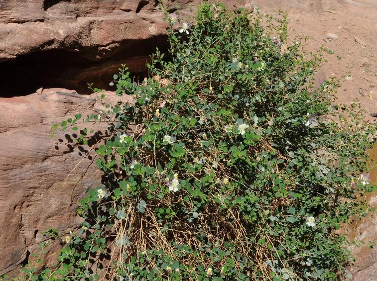 Pianta di cappero in un muro