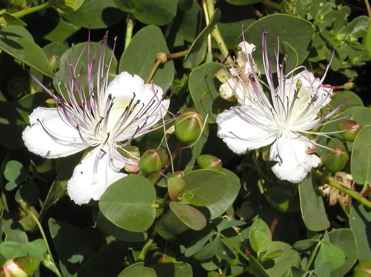 Fiore di cappero