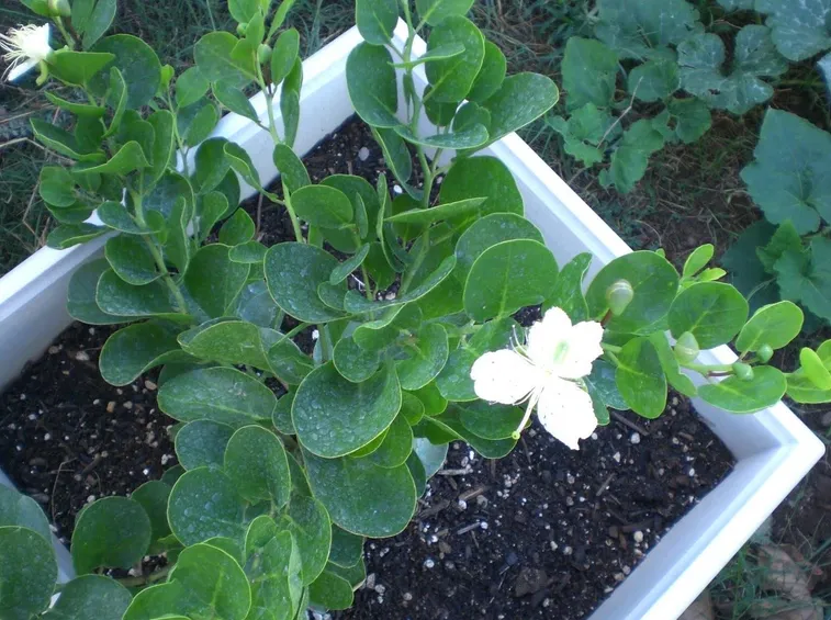 Pianta di cappero coltivata in terra