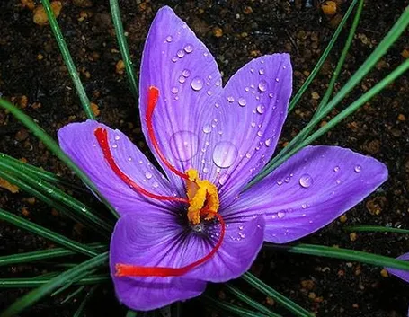 Il fiore zafferano