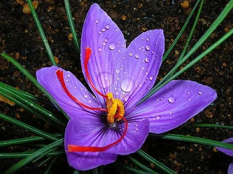 Il fiore zafferano