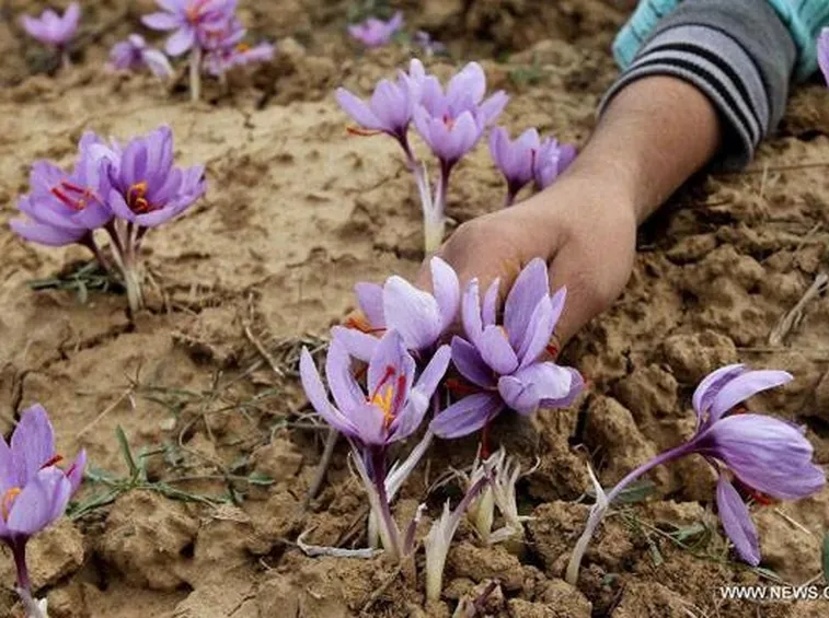 La coltivazione del fiore zafferano ha bisogno di terreni molto permeabili.