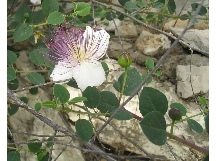 Esemplare di capparis spinoza