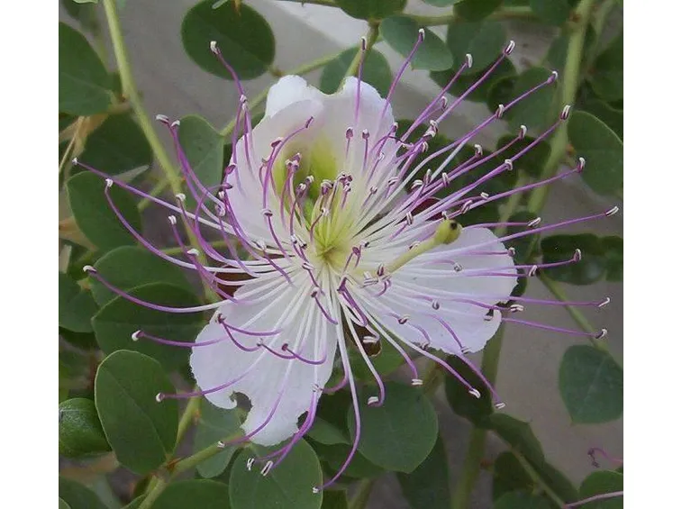 Fiore di cappero