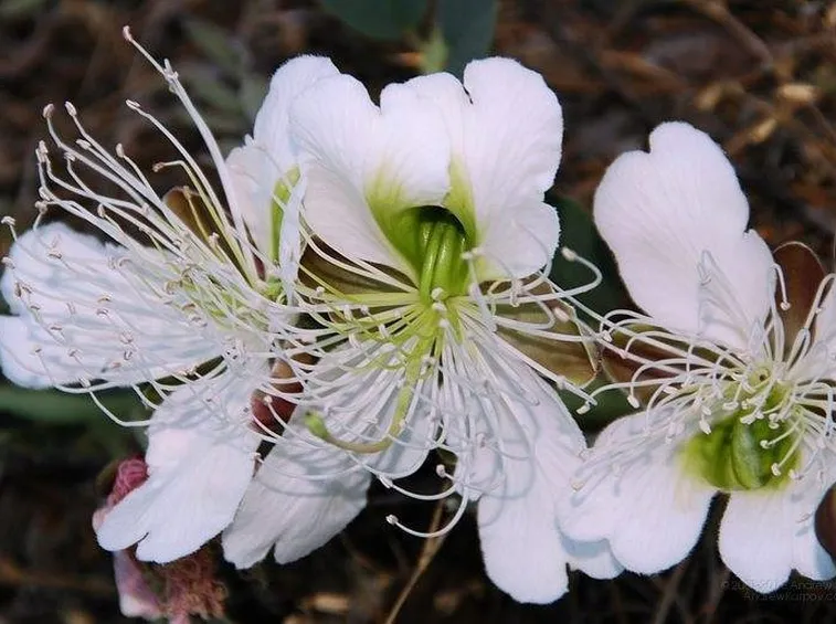 Fiore di capparis spiniza