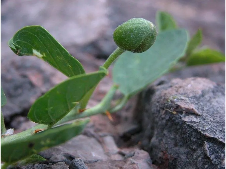 Bocciolo del fiore di cappero