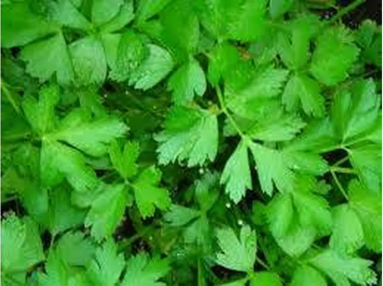 Foglie pronte per la raccolta