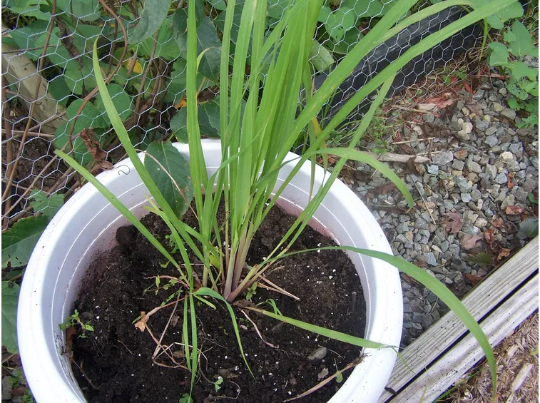 Pianta di citronella coltivata in vaso