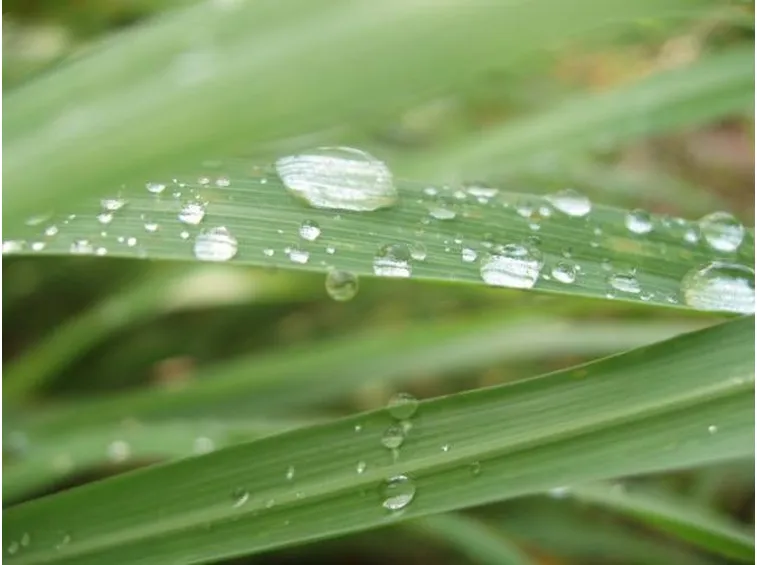 Immagine ravvicinata delle foglie di citronella