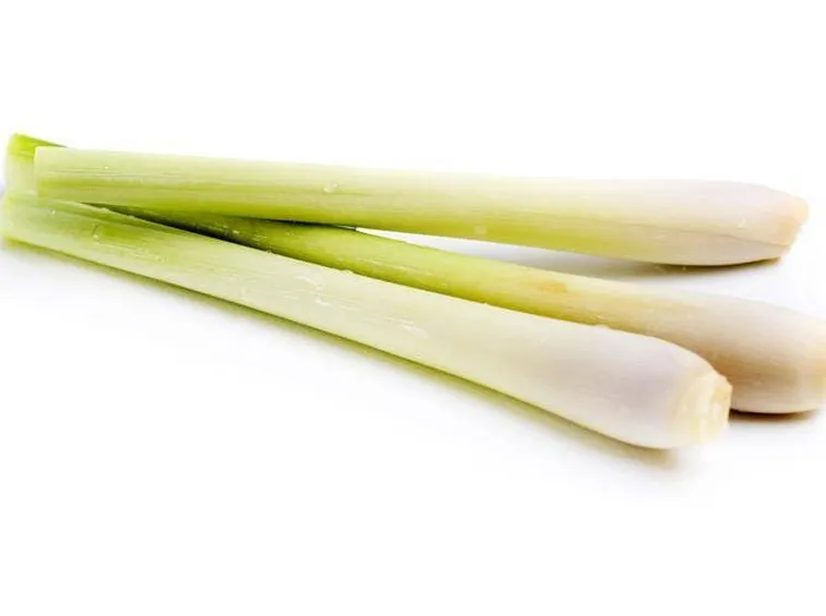 Gambi di citronella