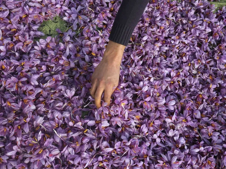Raccolta fiori zafferano