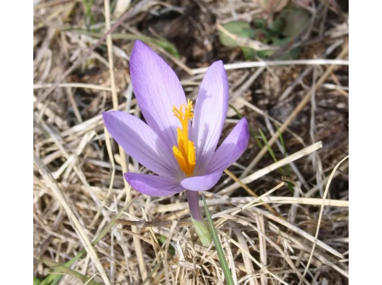 Pianta zafferano