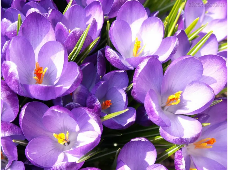 Fiori zafferano