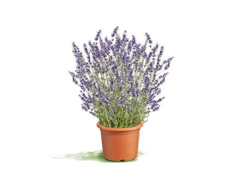 la lavanda è facile da coltivare