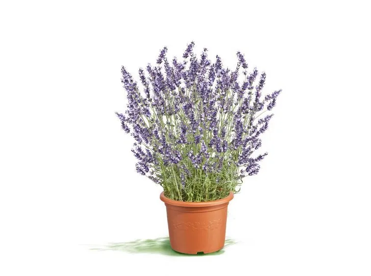 la lavanda è facile da coltivare