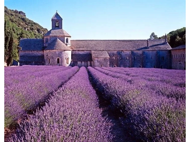 campo di lavanda