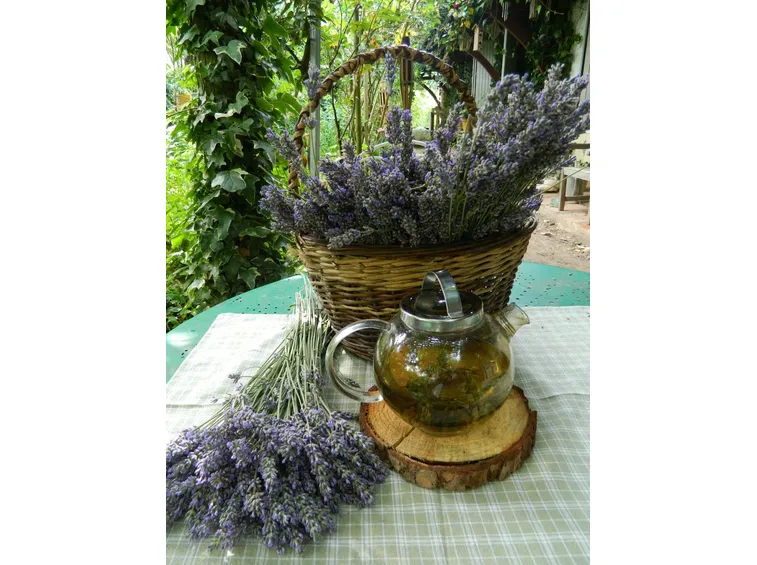 la lavanda ha proprietà ayurvediche