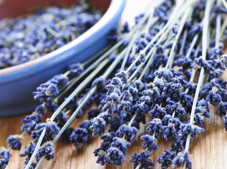 fiori essiccati di lavanda