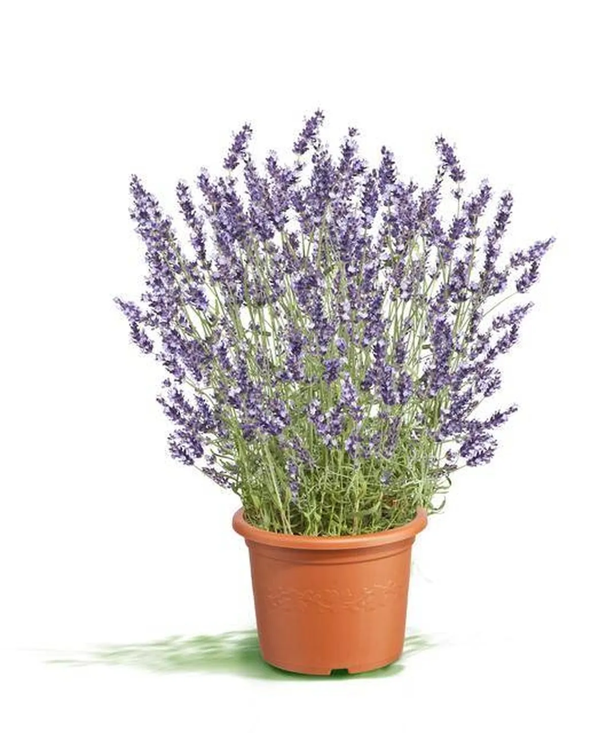 la lavanda è facile da coltivare