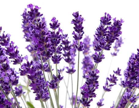 Foto di vaso con lavanda per balcone