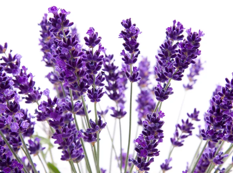 Foto di vaso con lavanda per balcone