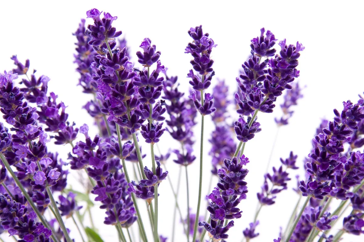 Foto di vaso con lavanda per balcone