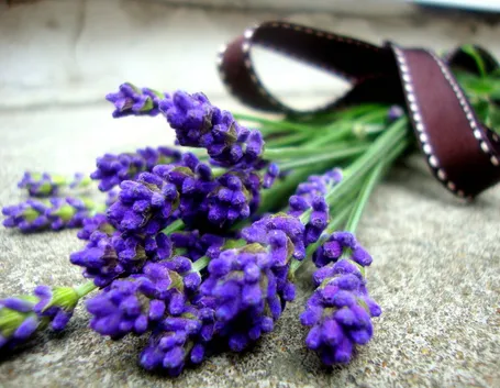 Morbide onde viola