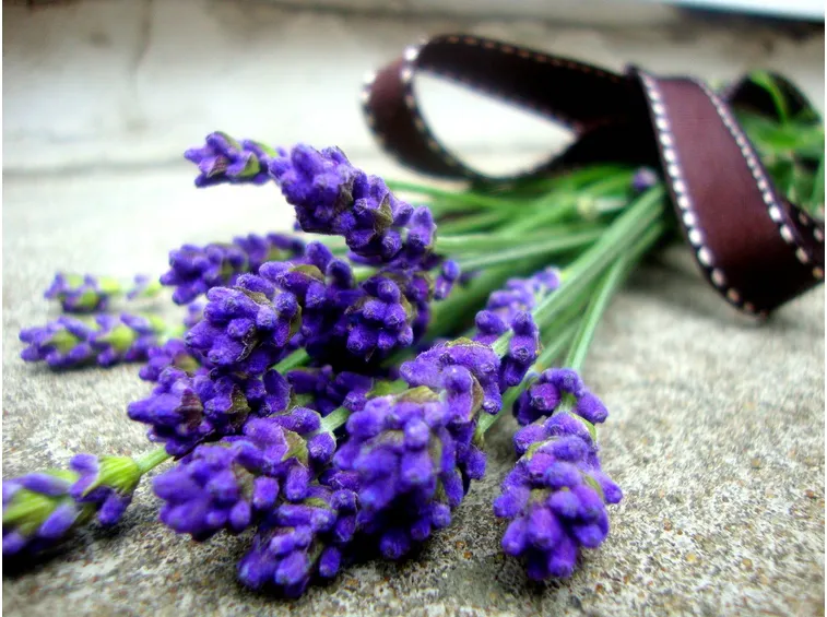 Morbide onde viola