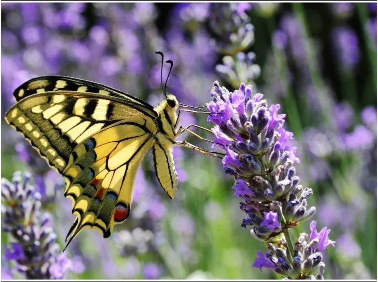 La libertà profuma di viola