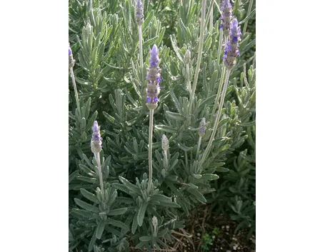 Pianta di Lavanda